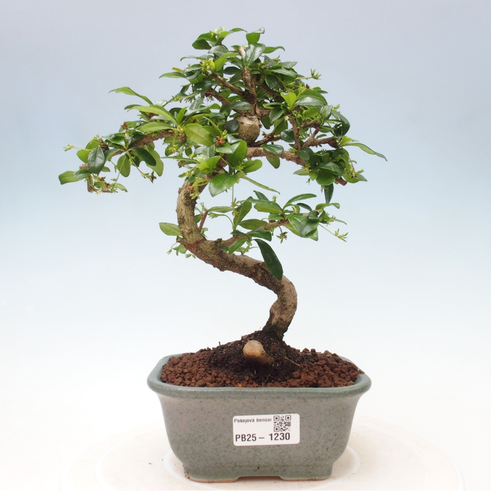 Izbová bonsai - Carmona macrophylla - Čaj fuki