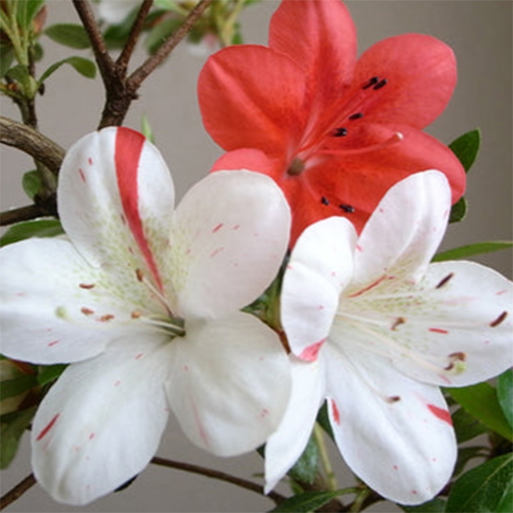 Vonkajšie bonsaje - Japonské azalky - Azalea Kisshoten