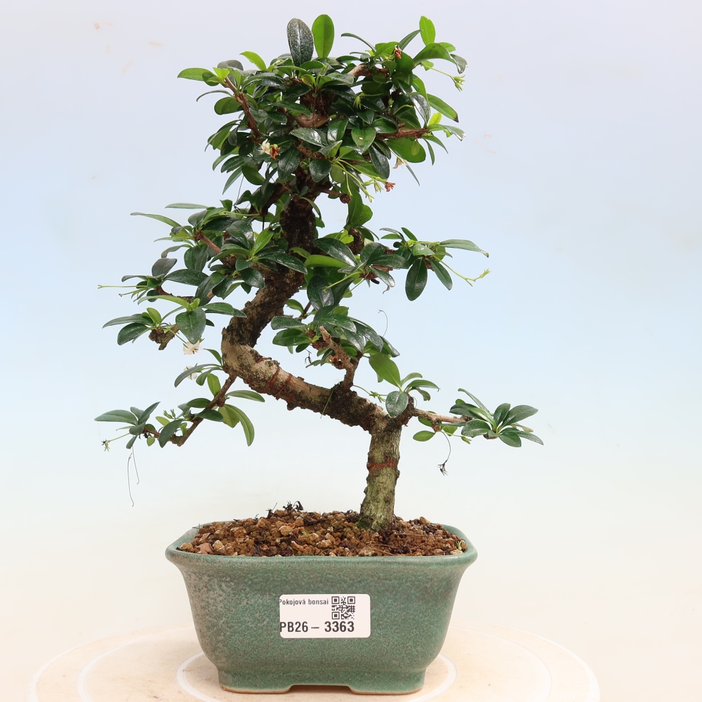 Izbové bonsaje - Carmona macrophylla - Tea fuki