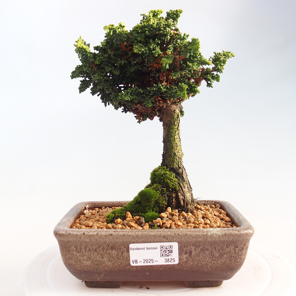 Vonkajší bonsaj - Cham. obtusa SEKKA HINOKI - Cypruštek