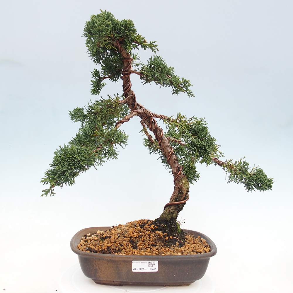 Vonkajší bonsaj - Juniperus chinensis Kishu