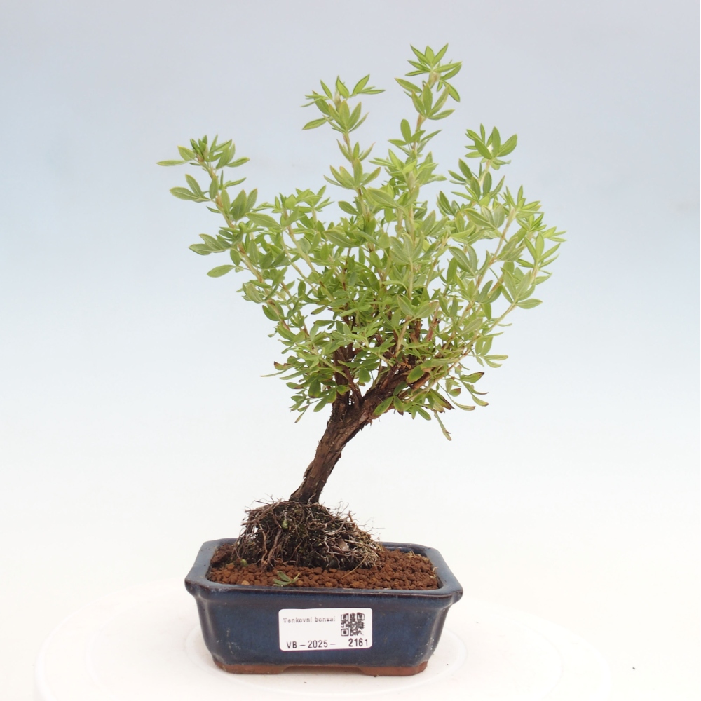 Vonkajšia bonsai-Nátržník krovitá - potentila fruticosa yellow Bird