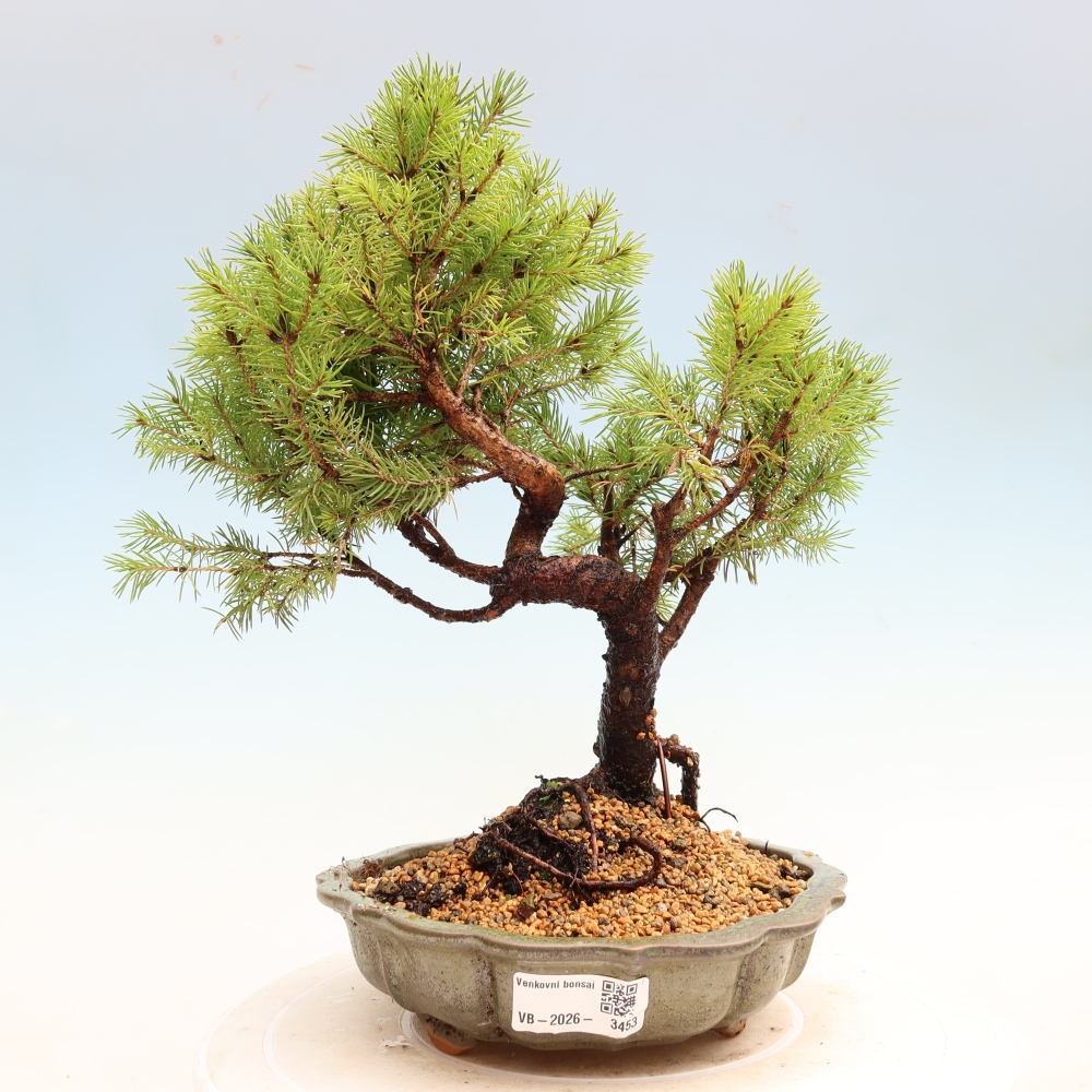 Vonkajší bonsai – Smrek sivý – Picea glauca globe