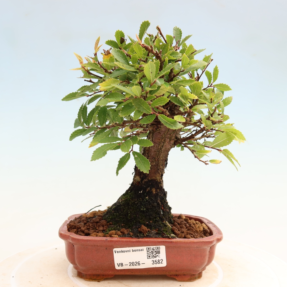 Vonkajšie bonsaje - Zelkova - Zelkova NIRE