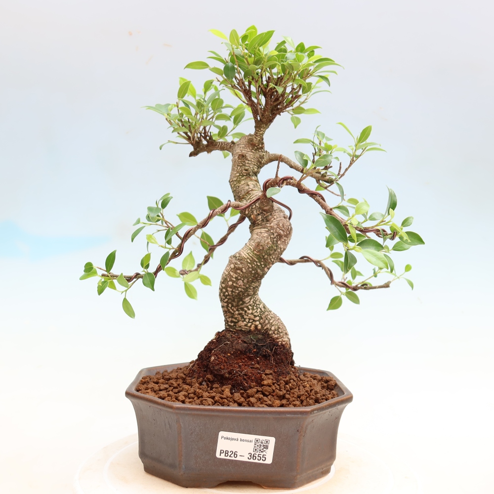 Izbové bonsaje - Ficus kimmen - drobnolistý fikus