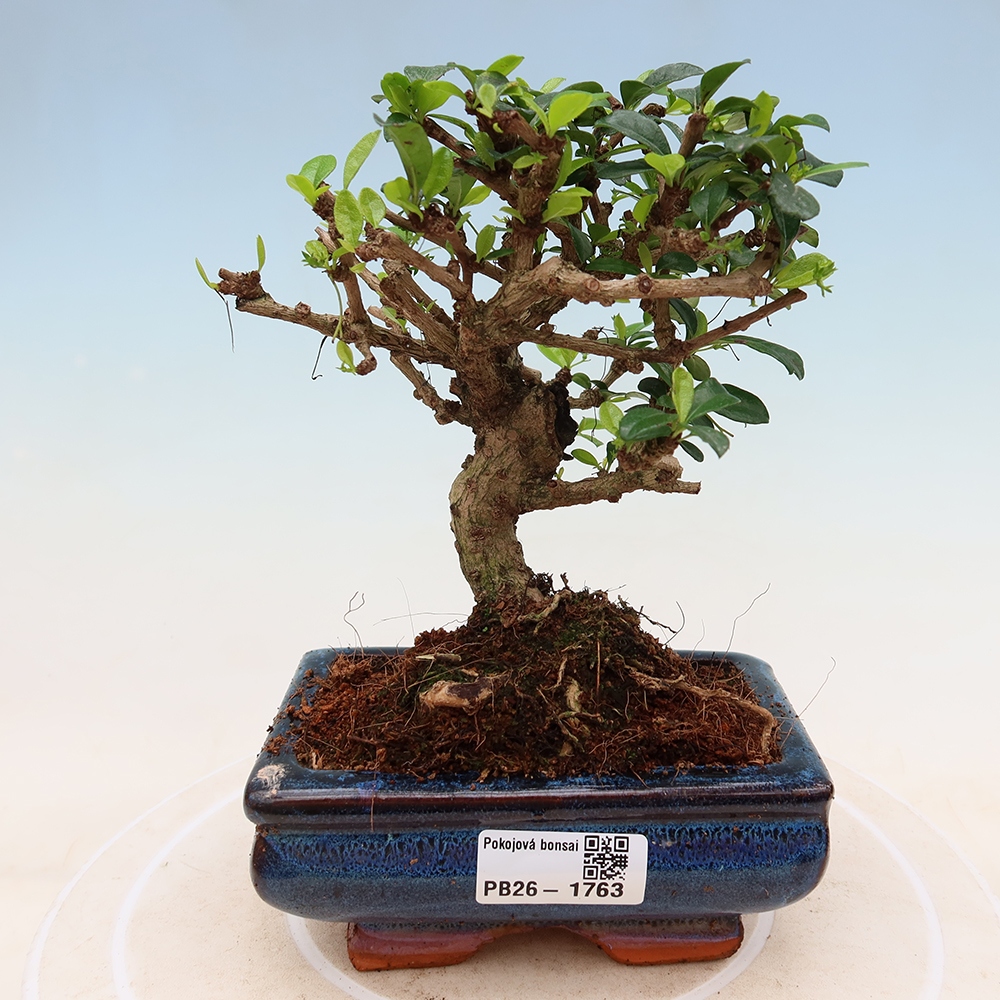 Izbové bonsaje - Carmona macrophylla - Tea fuki