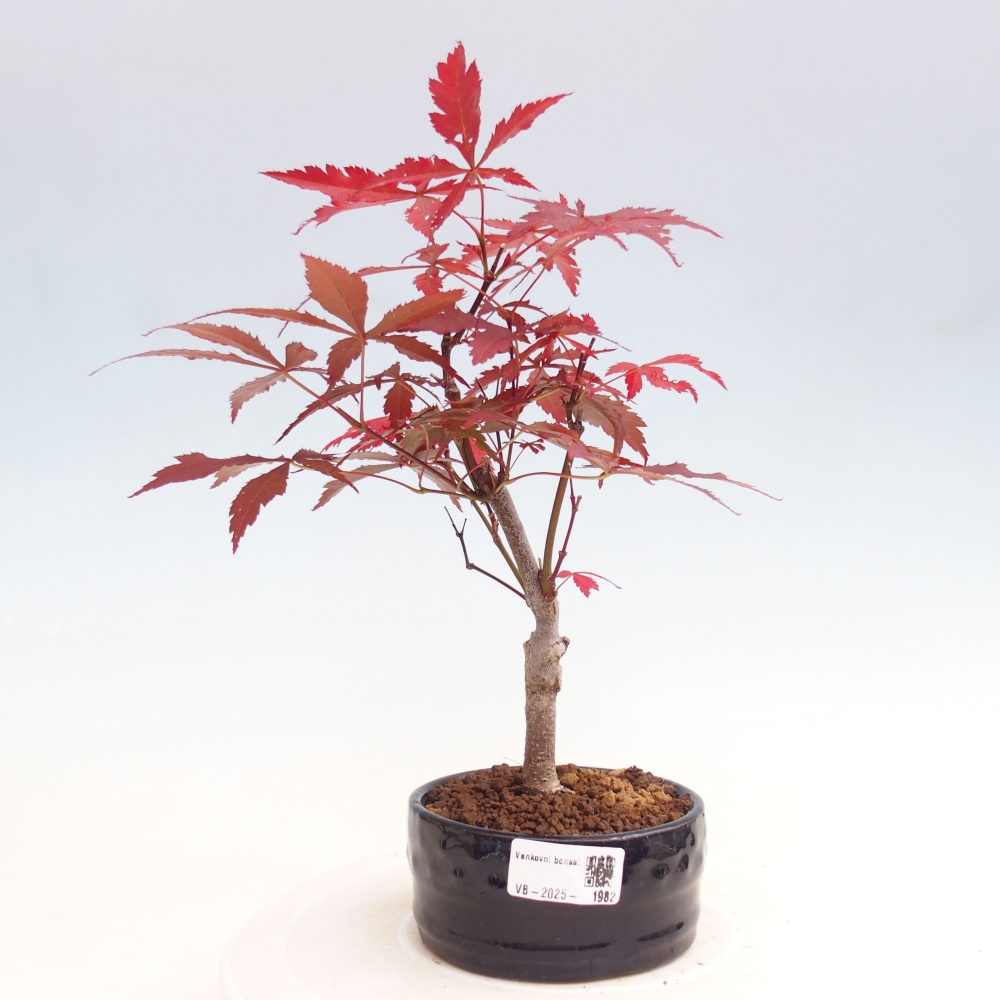 Vonkajší bonsai - Acer palm. Atropurpureum-Javor dlanitolistý