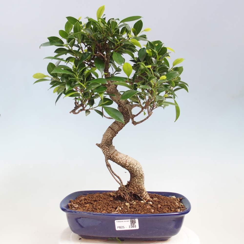 Izbová bonsai - Ficus kimmen - malolistá fikus