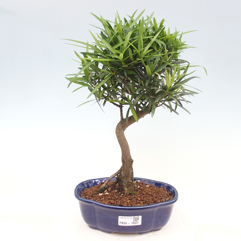 Izbové bonsaje - Podocarpus - Kamenný tis