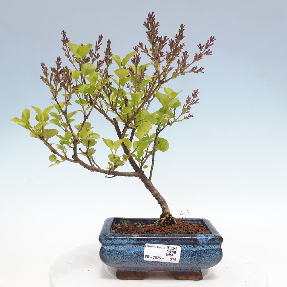Vonkajší bonsai - Syringa Meyeri Palibin - Orgován Meyerov