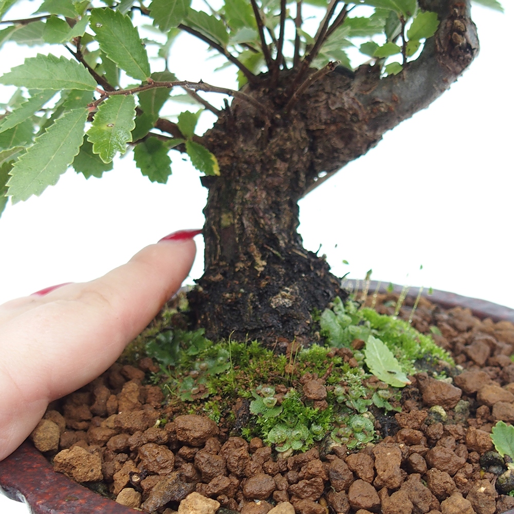 Vonkajšie bonsai - Zelkova - Zelkova Nirom