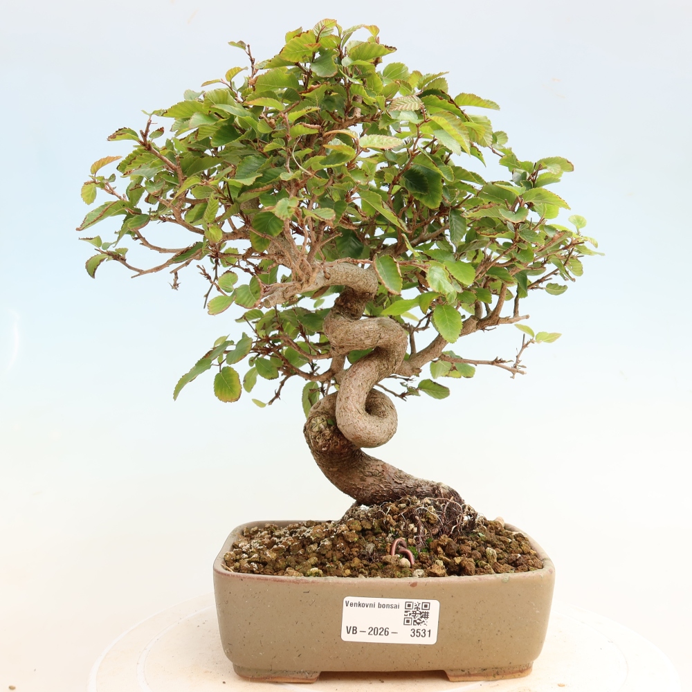 Vonkajšie bonsaje -Carpinus CARPINOIDES - Hrab kórejský