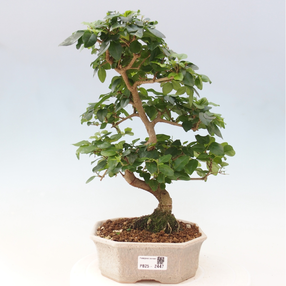 Izbová bonsai -Ligustrum chinensis - Vtáčí zob