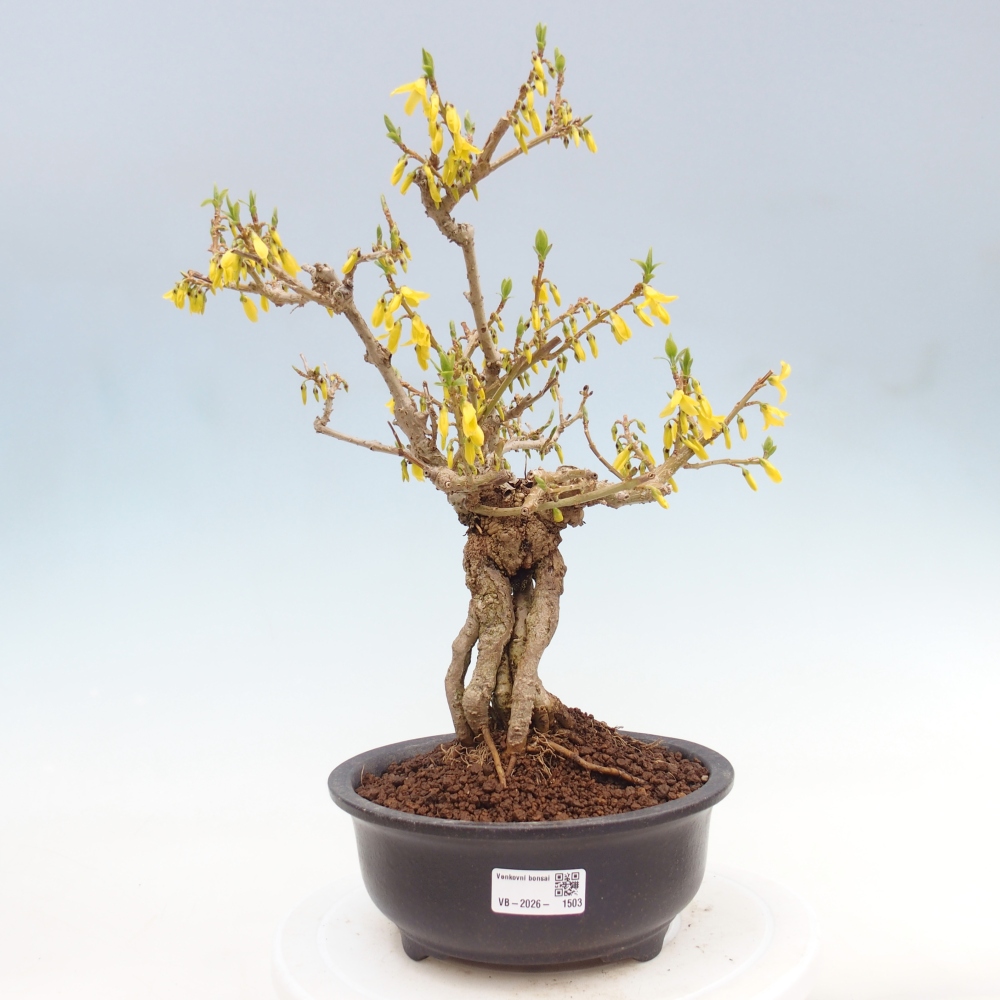 Vonkajšie bonsaje - Zlatice - Forsythia koreana