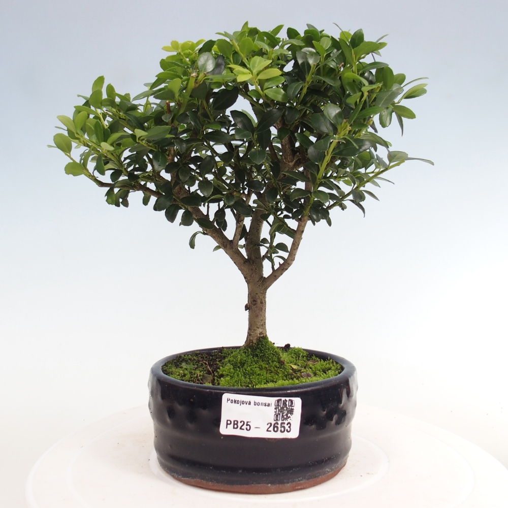 Izbová bonsai - Ilex crenata - Cezmína