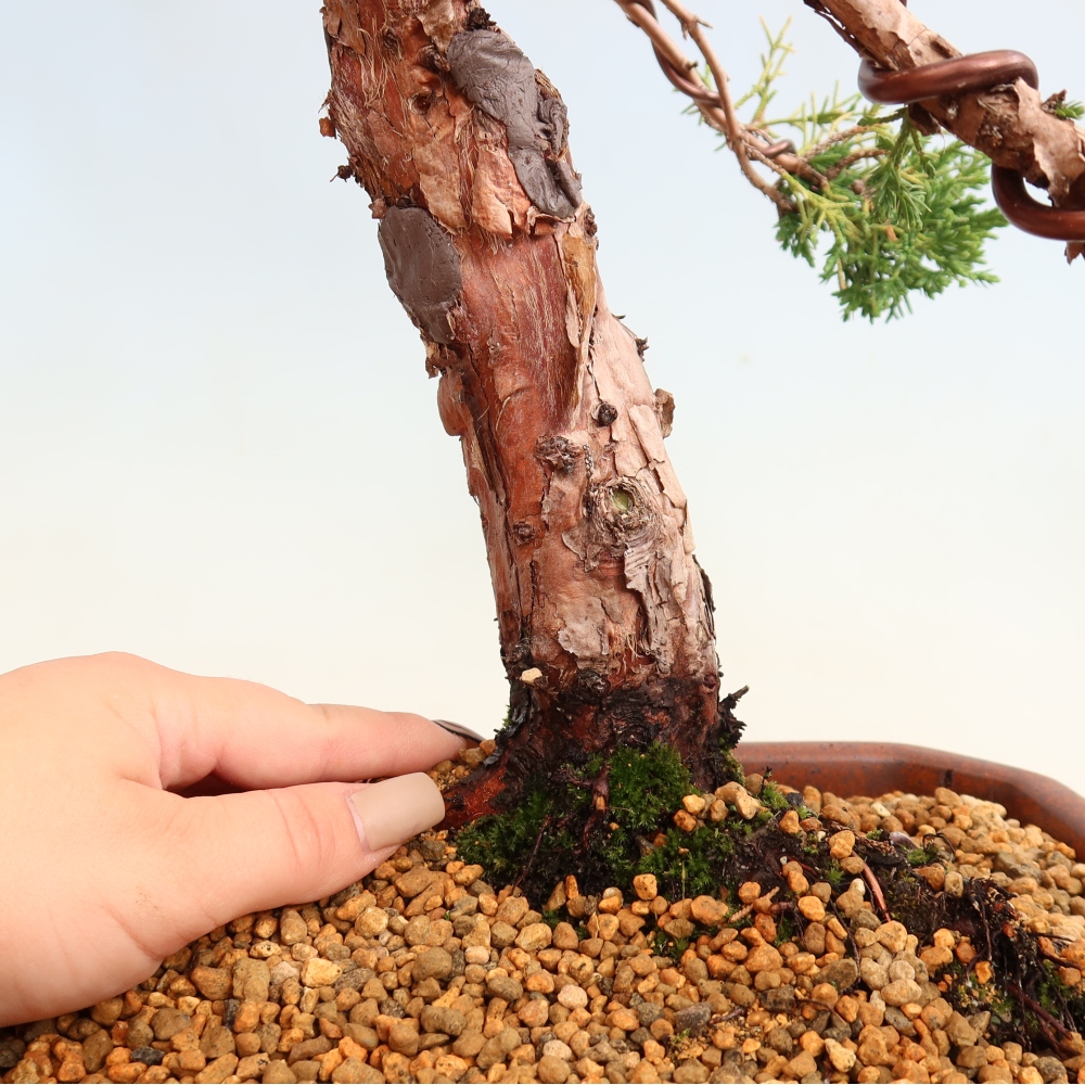 Vonkajší bonsaj - Juniperus chinensis Kishu