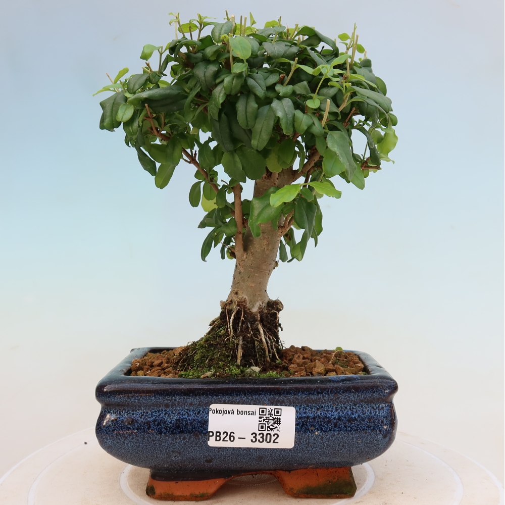 Izbový bonsaj -Ligustrum chinensis - Vtáčí zobák