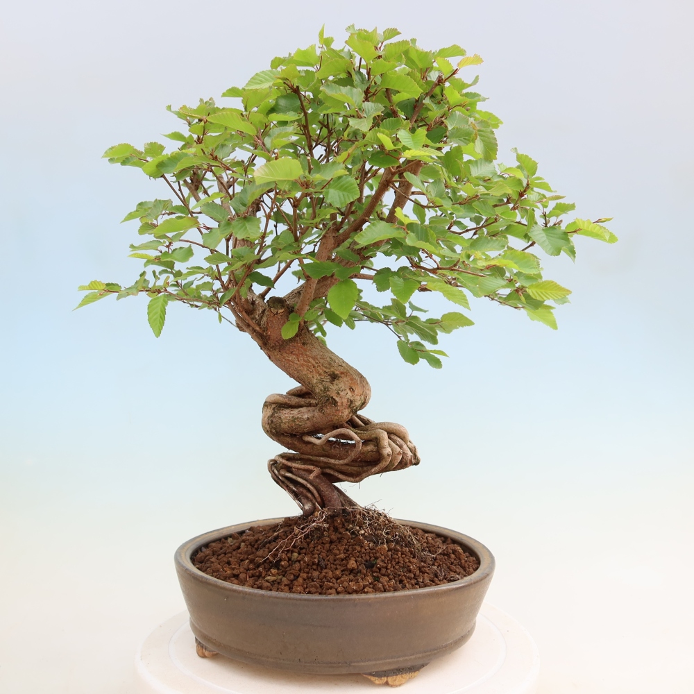 Vonkajší bonsaj -Carpinus coreana - Hrab kórejský