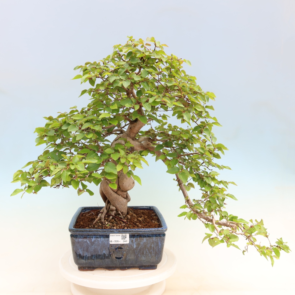 Vonkajší bonsaj -Carpinus coreana - Hrab kórejský