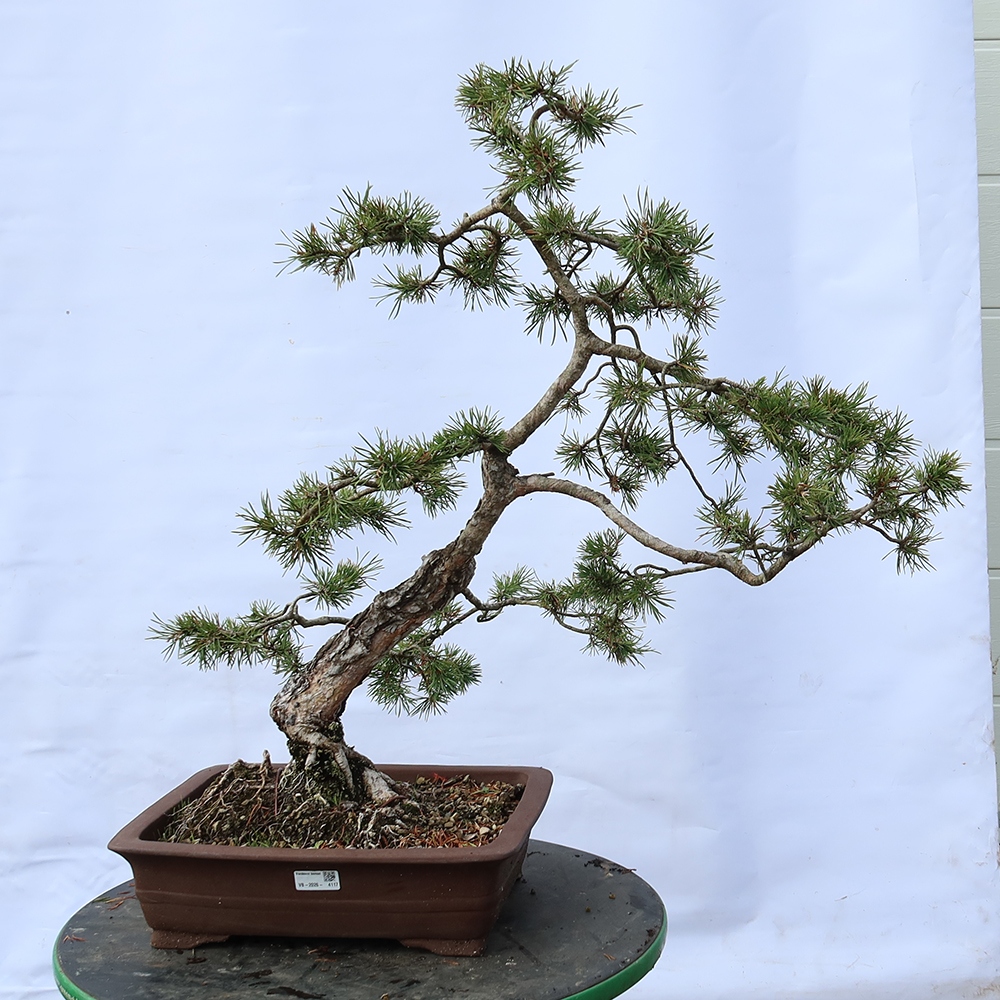 Pinus sylvestris Španielsko – borovica lesná