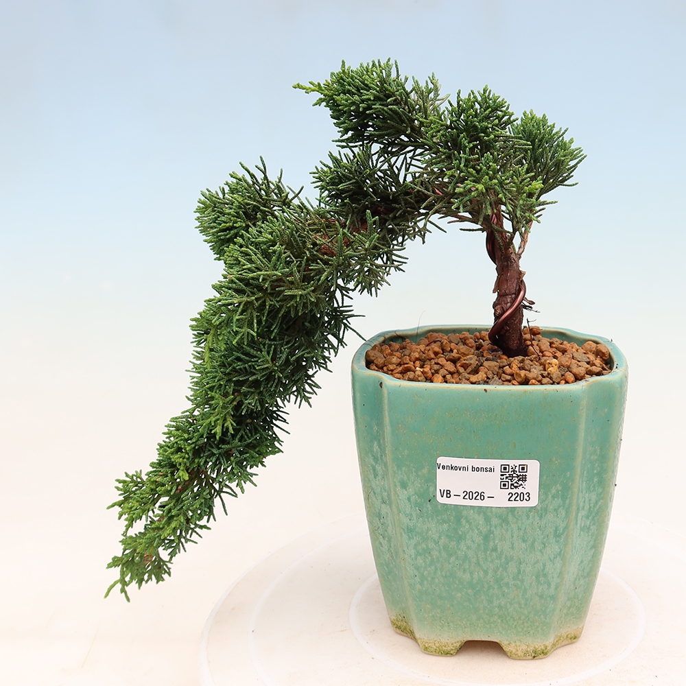 Vonkajší bonsaj - Juniperus chinensis Kishu
