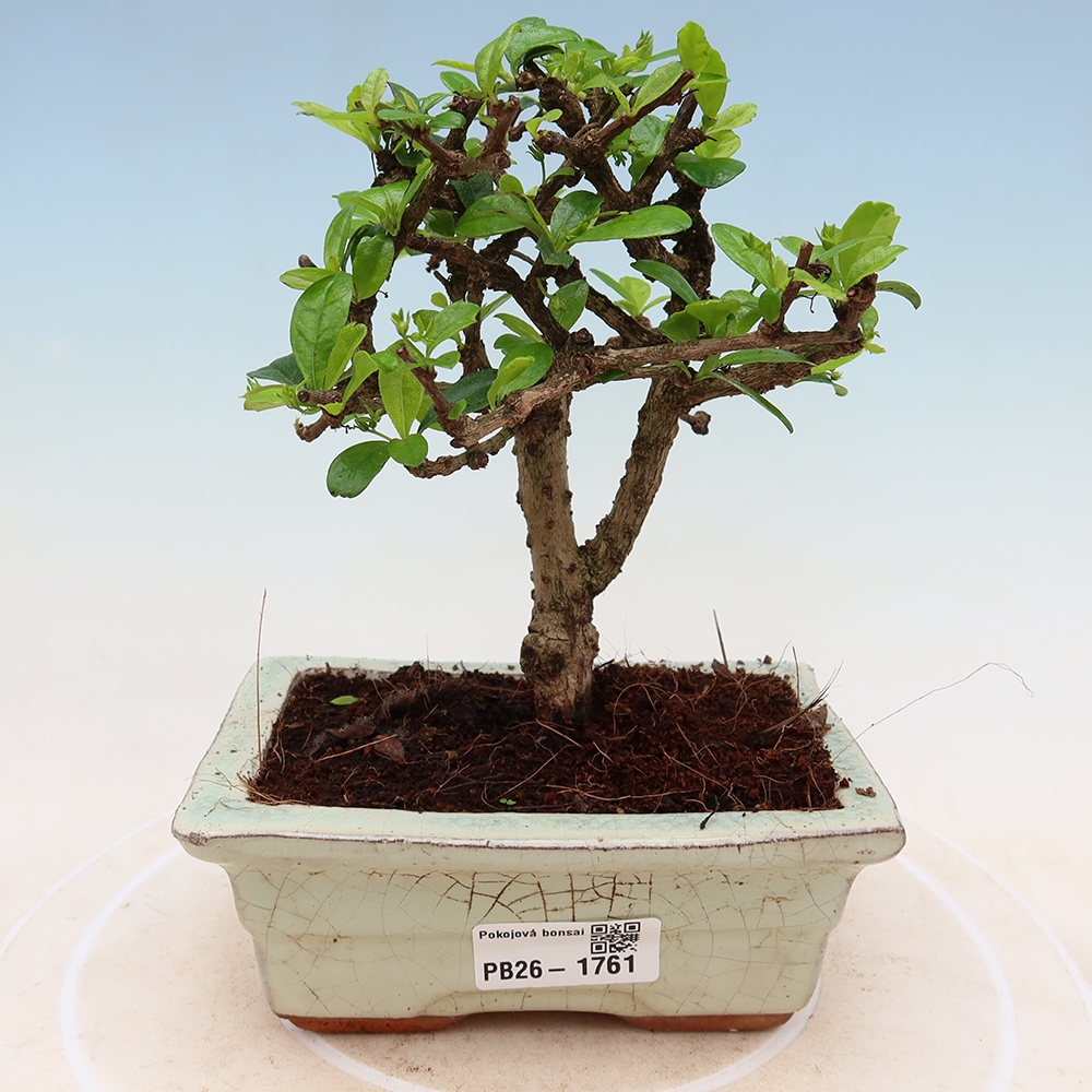 Izbové bonsaje - Carmona macrophylla - Tea fuki