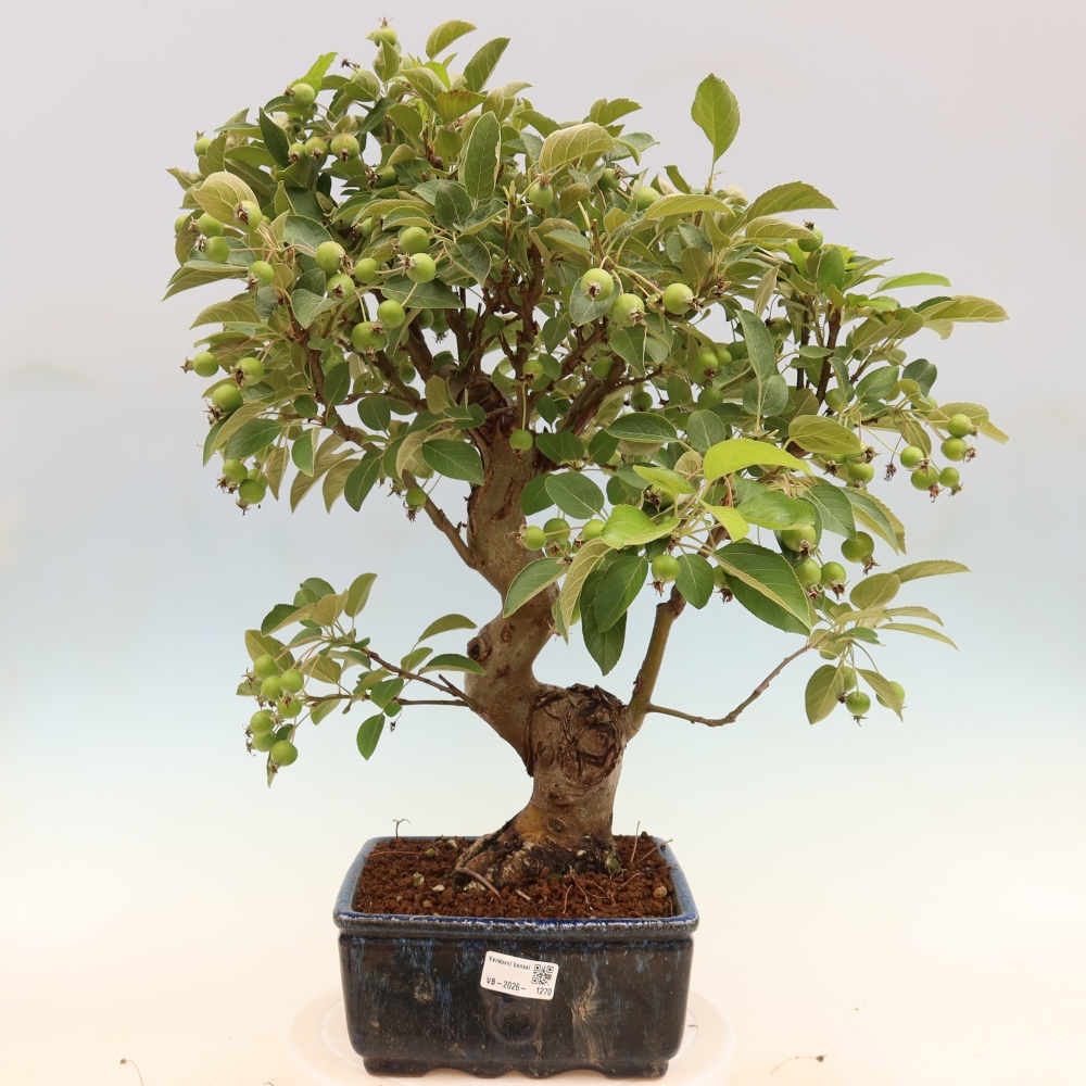 Vonkajšia bonsaj -Malus halliana - Malokvetá jabloň
