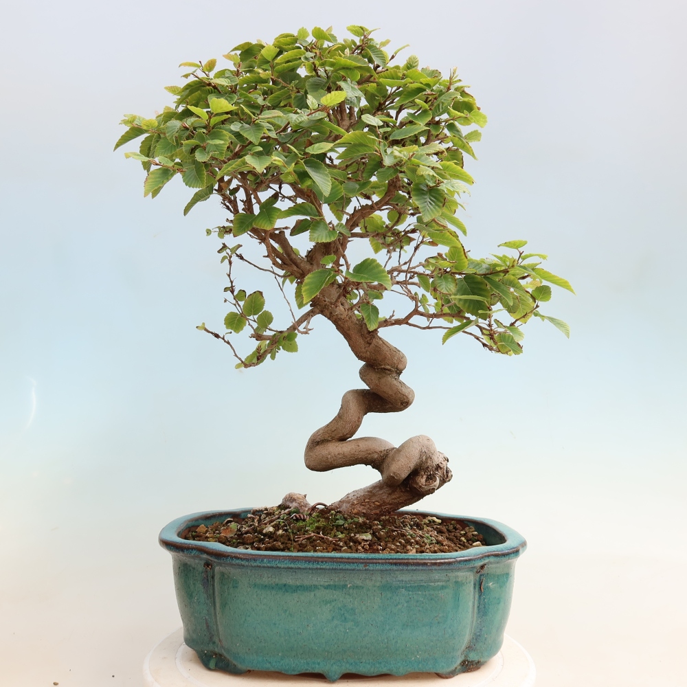 Vonkajšie bonsaje -Carpinus CARPINOIDES - Hrab kórejský