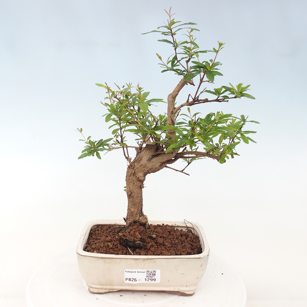 Izbová bonsai-Punic granatum nana-Granátové jablko