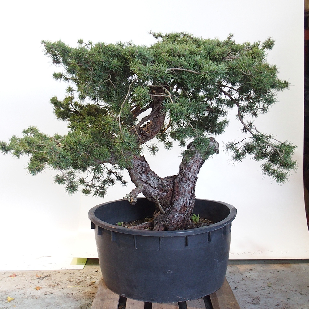 Yamadori - Pinus sylvestris Španielsko