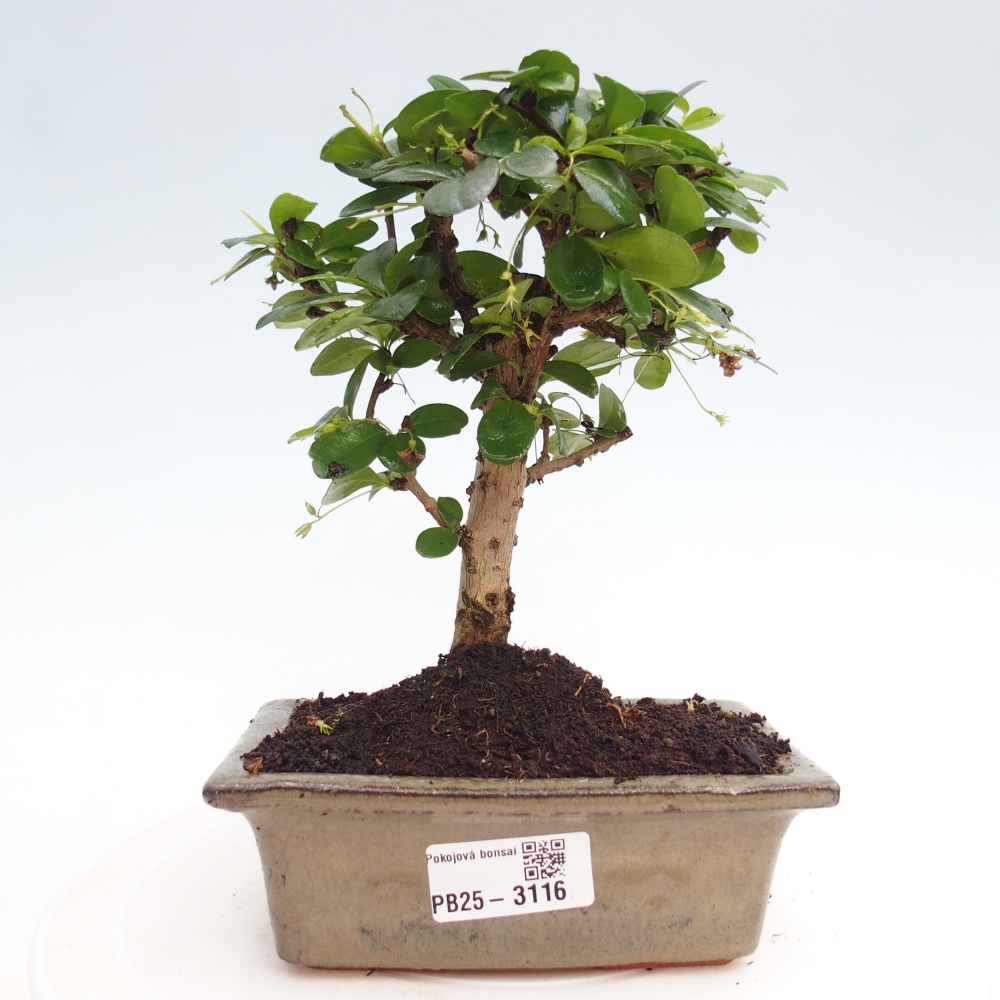Izbová bonsai - Carmona macrophylla - Čaj fuki