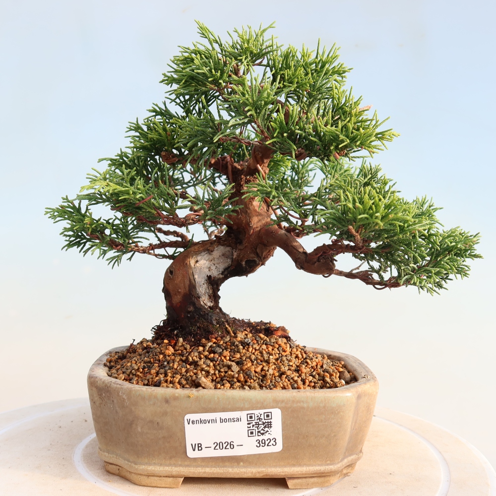 Vonkajší bonsai - Juniperus chinensis Itoigawa -Jalovec čínsky