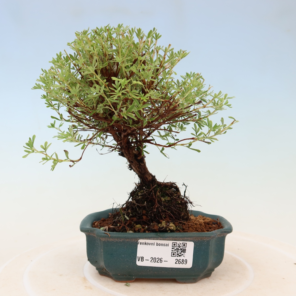 Vonkajší bonsai – Potentila fruticosa – Goldkissen