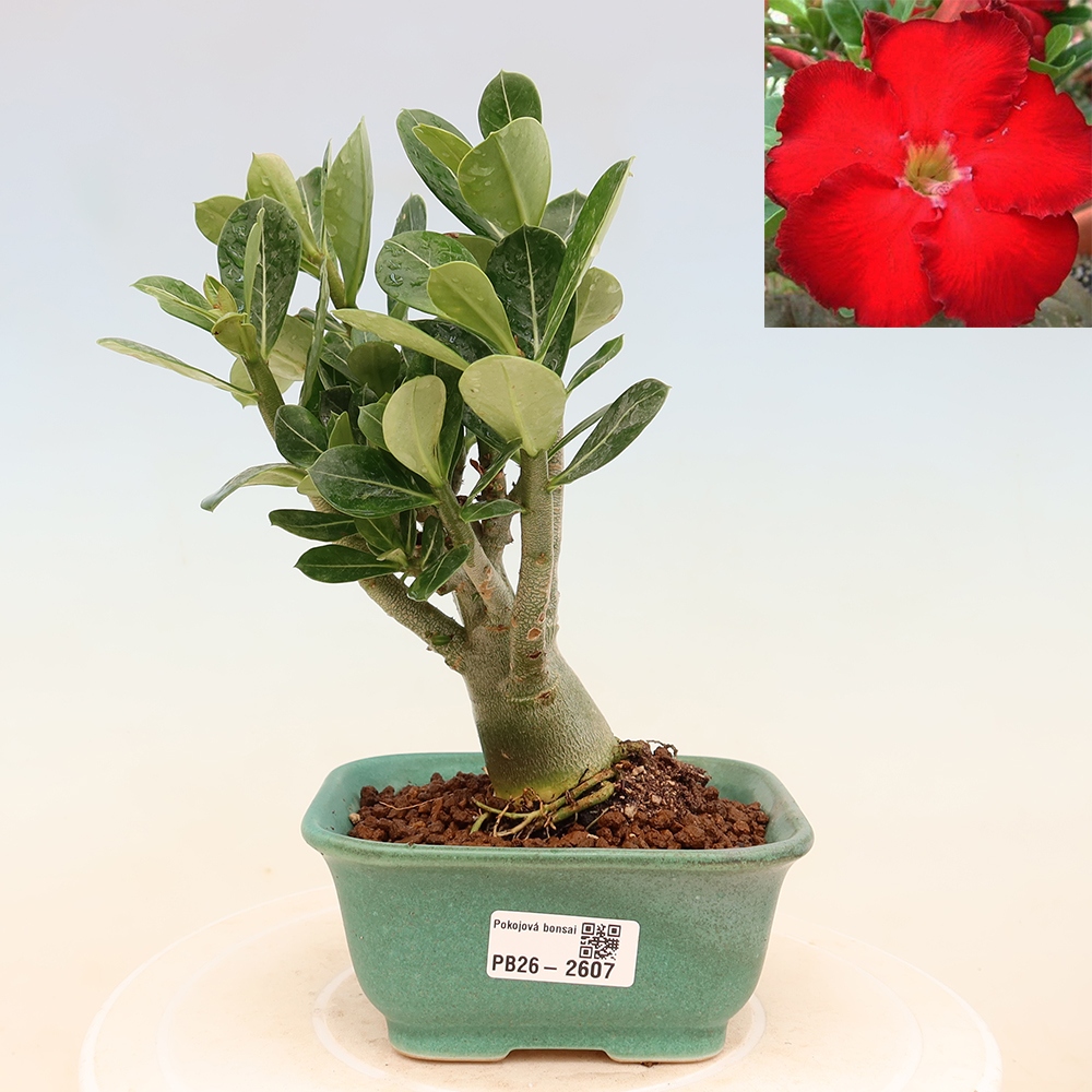 Izba bonsai – Adenium obesum Red Star – Púštna ruža