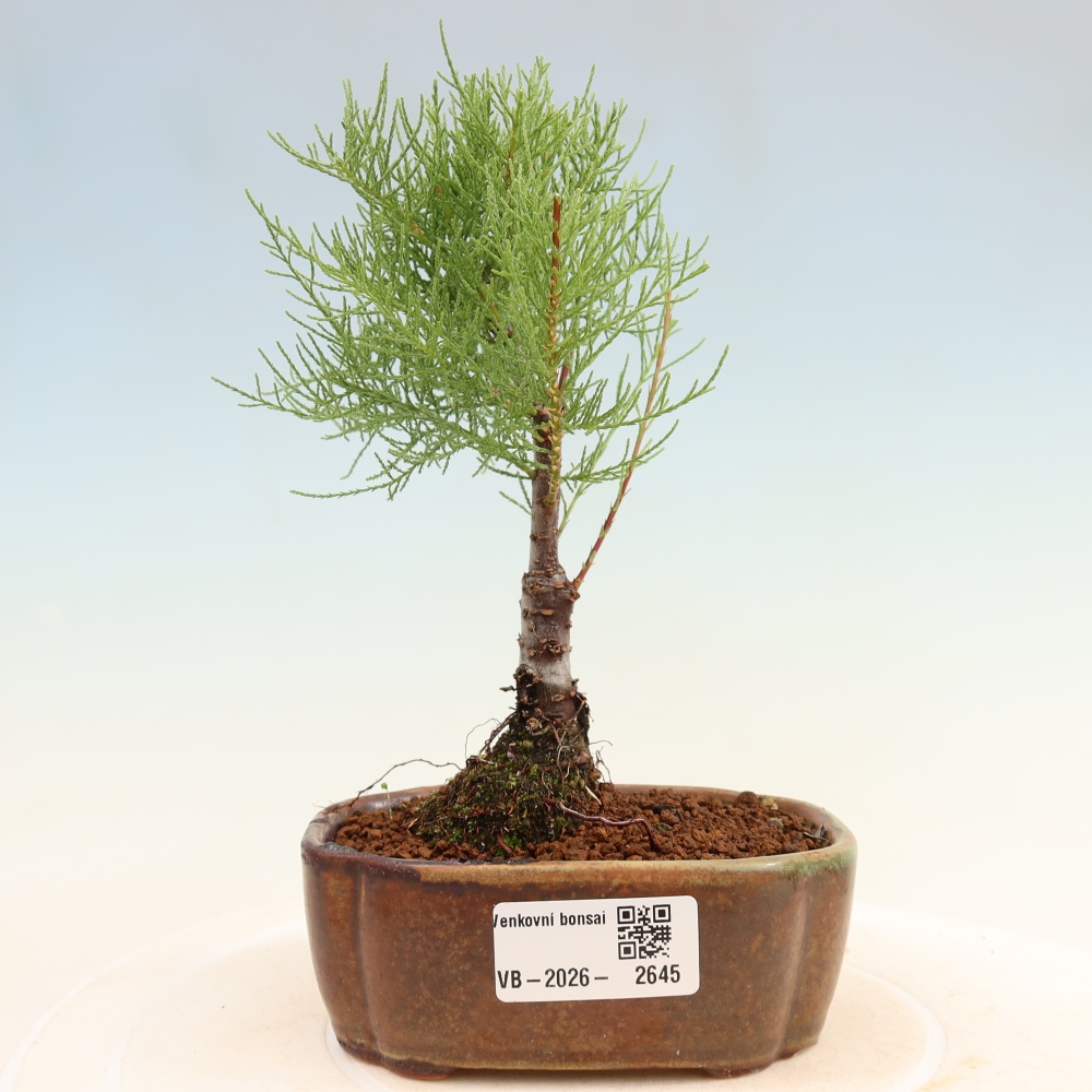 Vonkajšie bonsaje – Tamaryšek – Tamarix