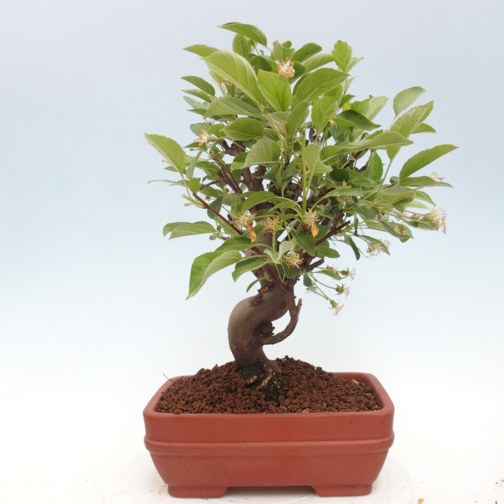 Vonkajší bonsai -Malus halliana - Maloplodá jabloň