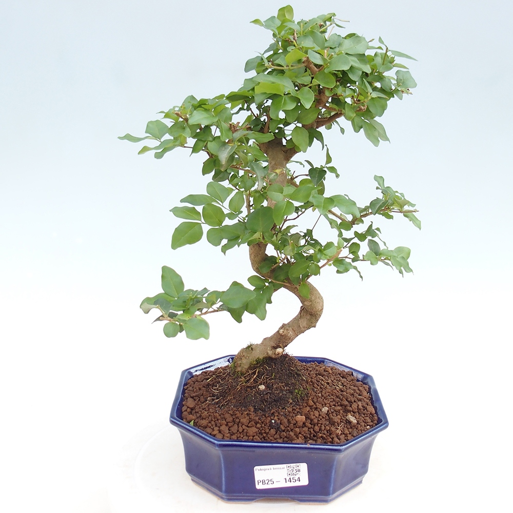 Izbová bonsai -Ligustrum chinensis - Vtáčí zob