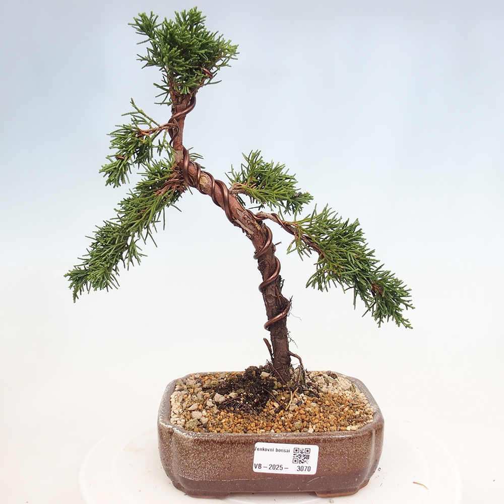 Vonkajší bonsai - Juniperus chinensis Kishu -Jalovec čínsky