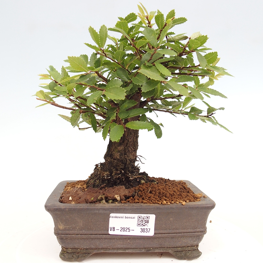Vonkajšie bonsai - Zelkova - Zelkova Nirom