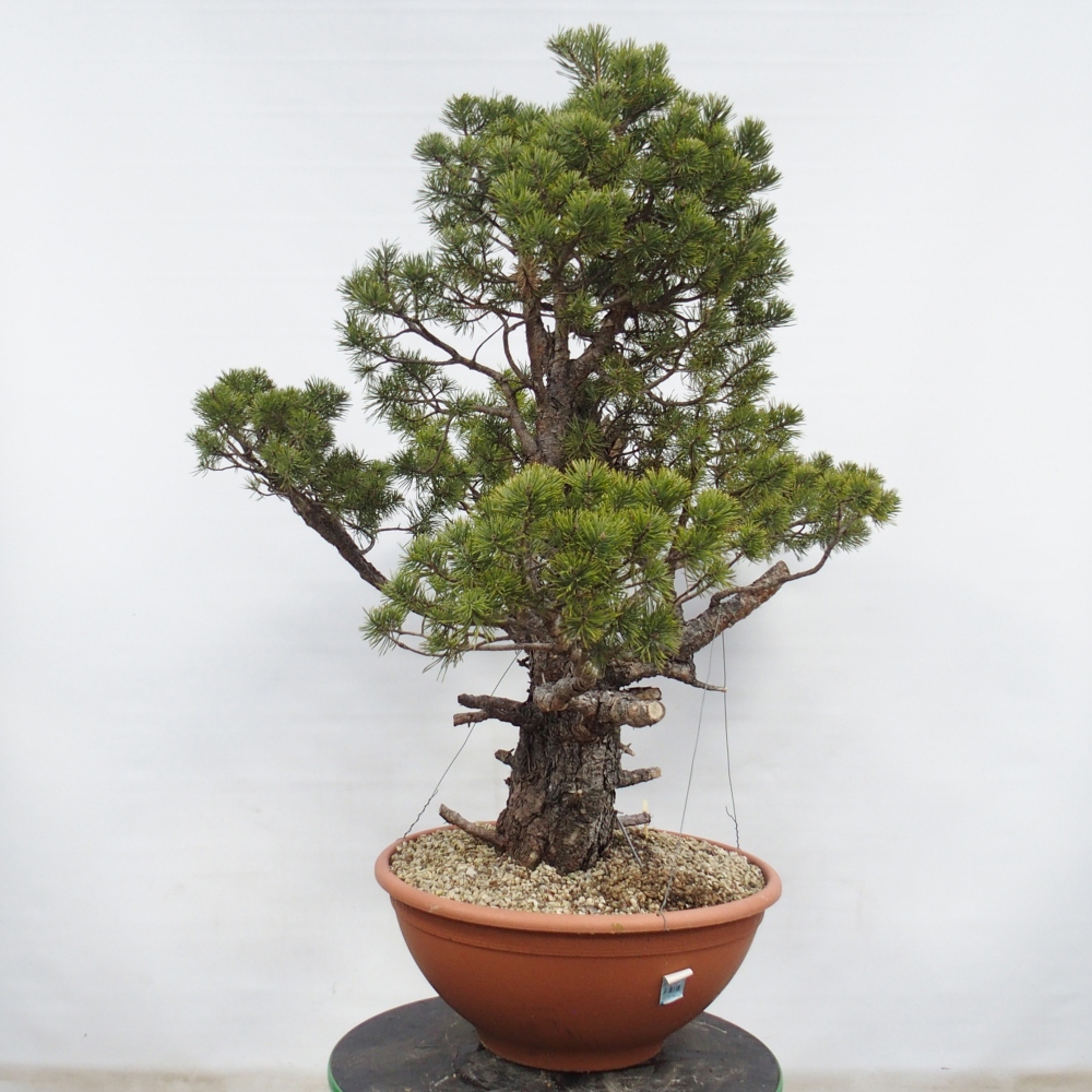 Yamadori - Pinus sylvestris Španielsko