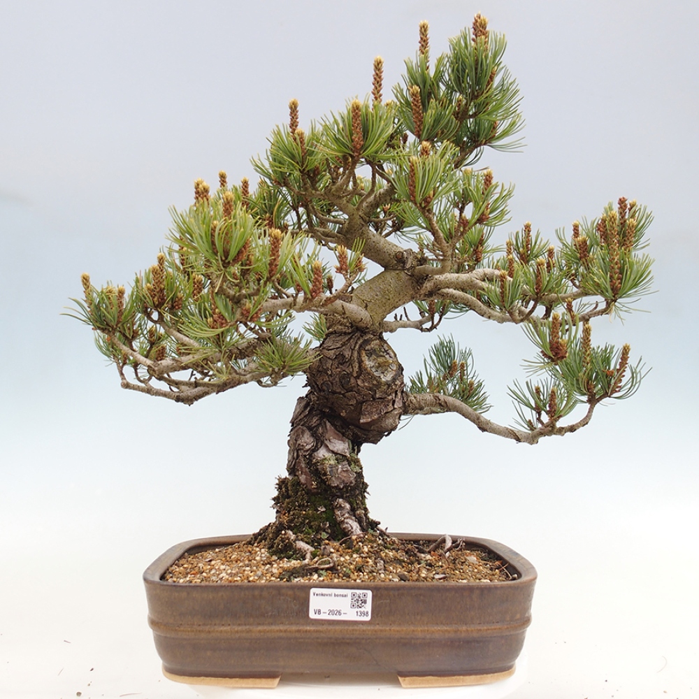 Vonkajšie bonsaje - Pinus parviflora - Pinus parviflora
