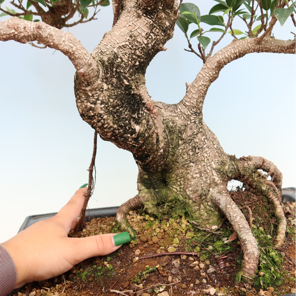 Izbové bonsaje - Ficus kimmen - drobnolistý fikus