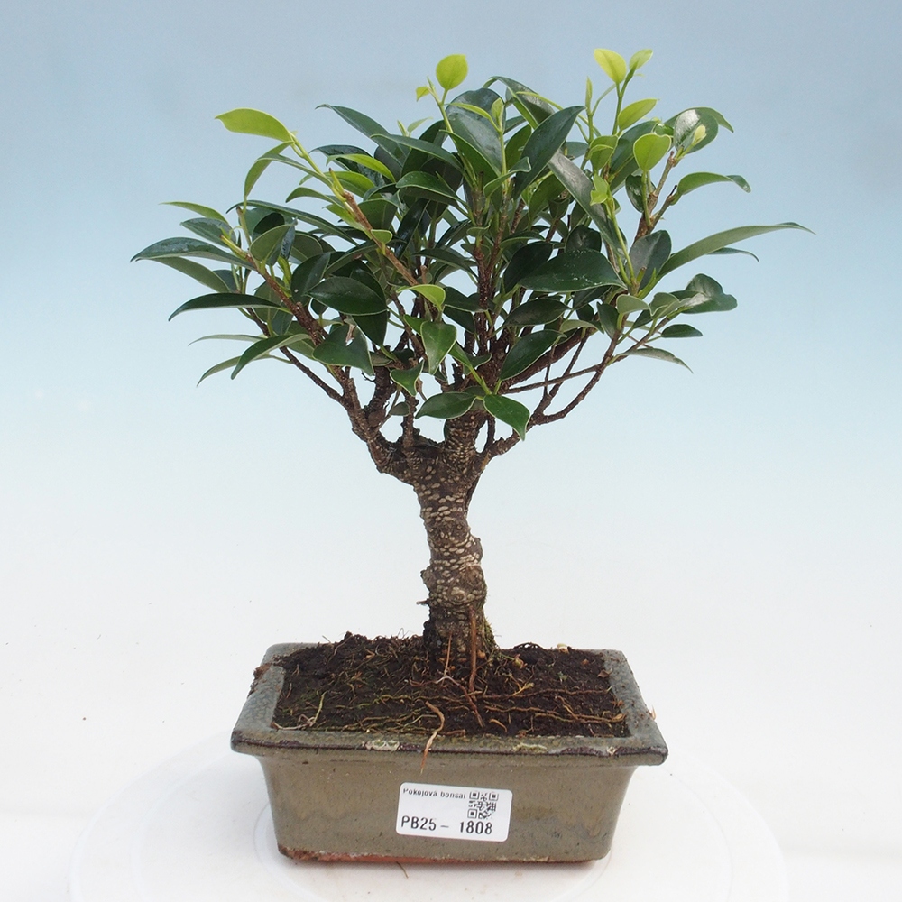 Izbová bonsai - Ficus retusa - malolistý fikus