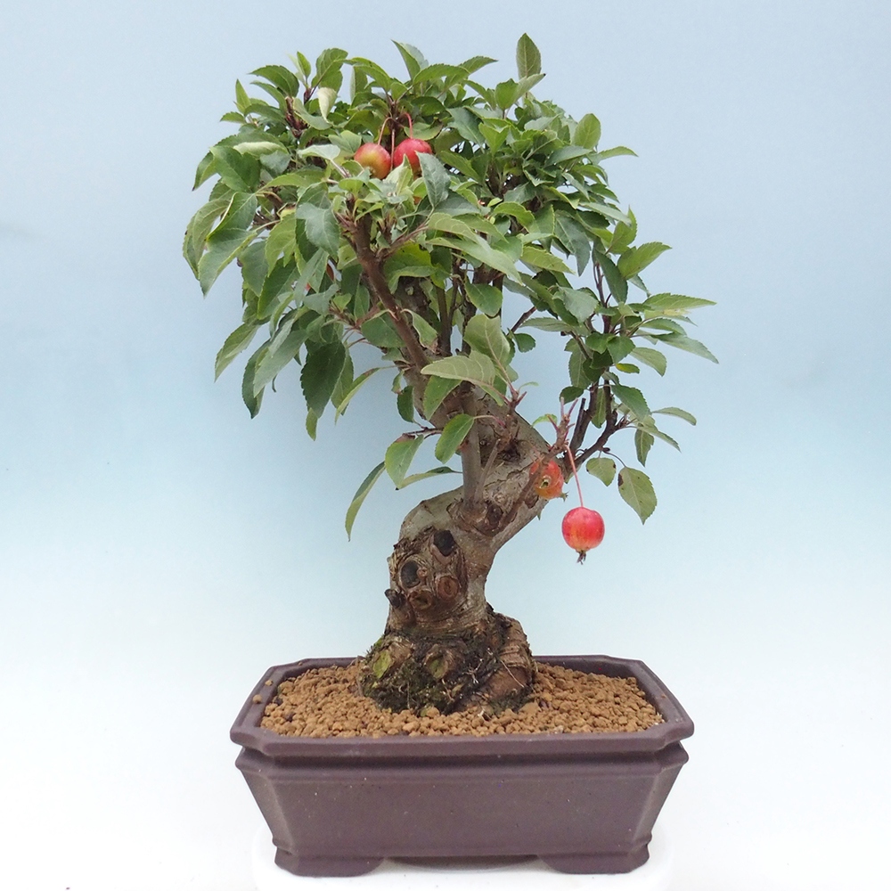 Vonkajší bonsai -Malus halliana - Maloplodá jabloň
