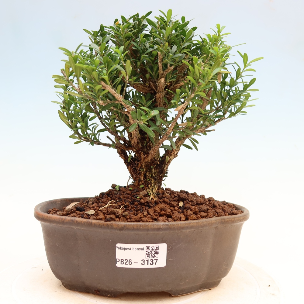 Izbové bonsaje - Buxus harlandii - korkový buxus