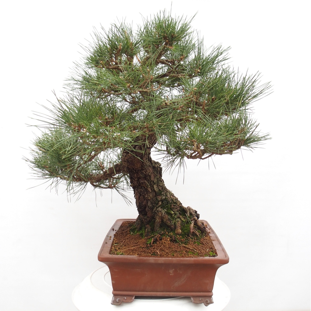 Vonkajšie bonsai - Pinus thunbergii - Borovica thunbergova