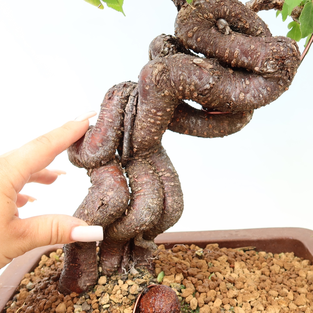 Vonkajšie bonsaje – Japonská marhuľa – Prunus Mume
