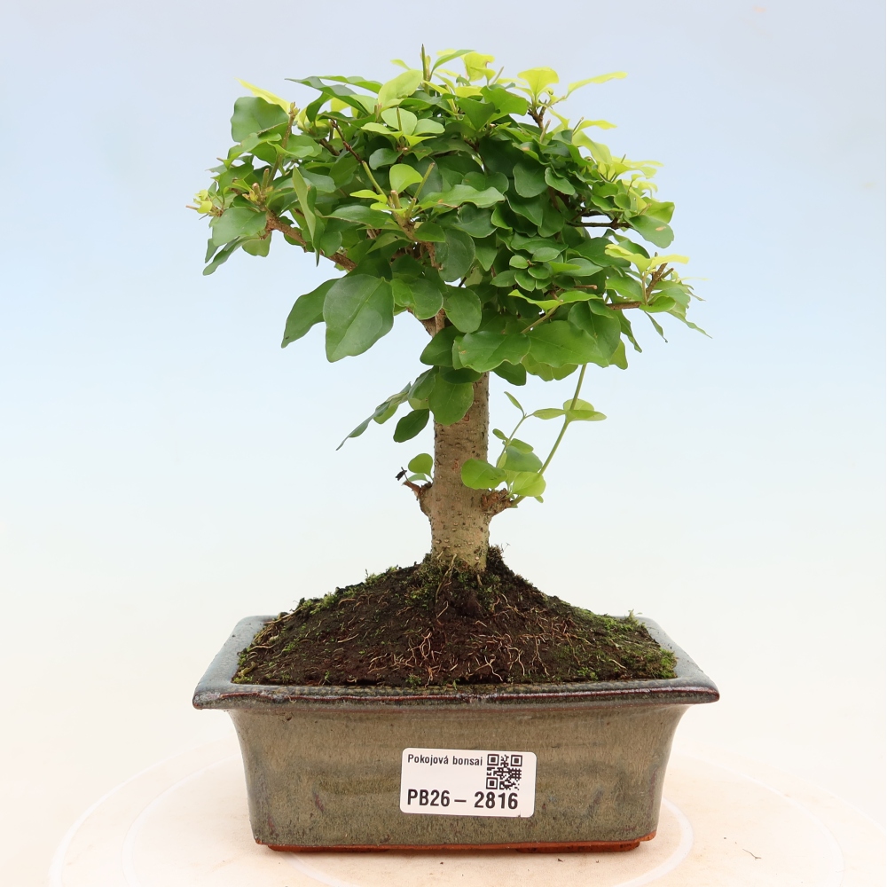 Izbový bonsaj -Ligustrum chinensis - Vtáčí zobák