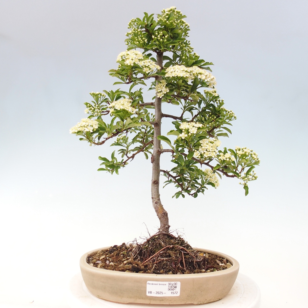 Vonkajšia bonsai-Pyracanta Teton -Hlohyně