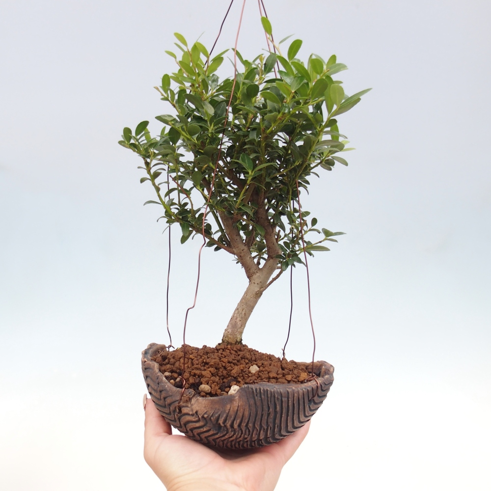 Kokedama v keramike - Ilex crenata - Cezmína